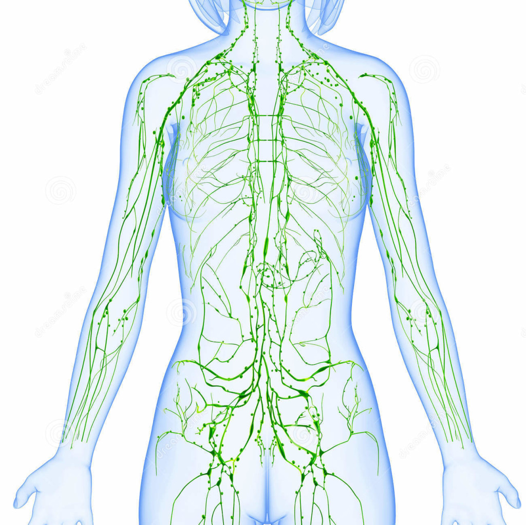 female-lymphatic-system-x-ray-anatomy-illustration-isolated-36217253